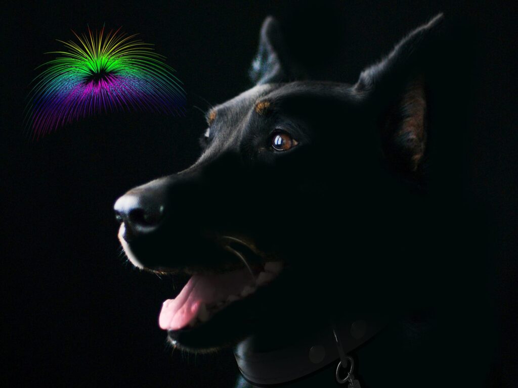 cbd oil for dogs
